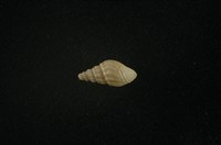 藏品(流紋蜷)的圖片